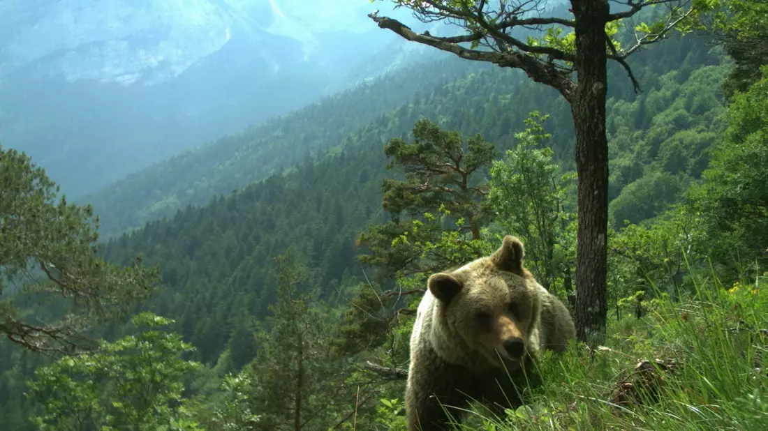 Das Trentino gilt als die Bären-Region Italiens. - Bild: Matteo Zeni/Servizio Faunistico/dpa