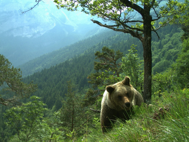 Vor drei Wochen ging eine Bärin im Trentino auf einen französischen Touristen los. Jetzt wurde sie erschossen. (Symbolfoto) - Foto: Matteo Zeni/Servizio Faunistico/dpa