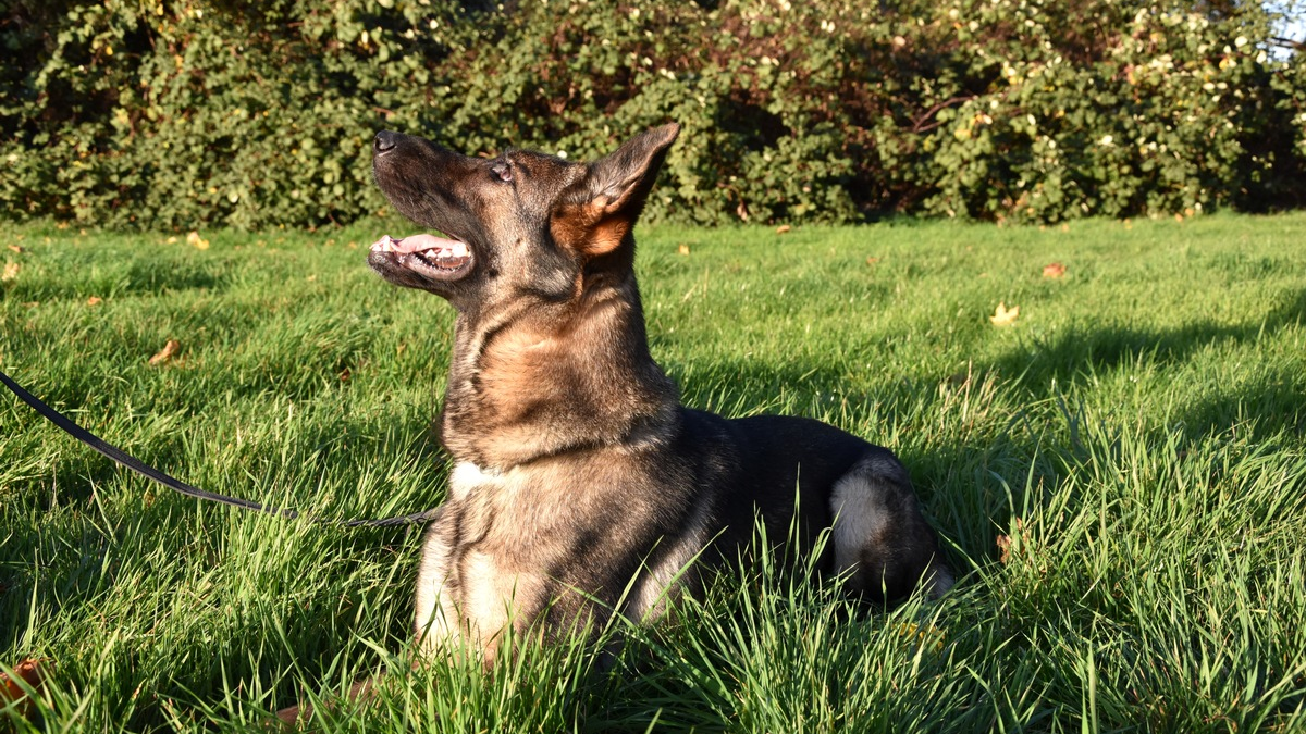 HZA-H: Hauptzollamt Hannover: Zollhündin Porcia feiert Einstand mit erstem Fund - Foto: presseportal.de