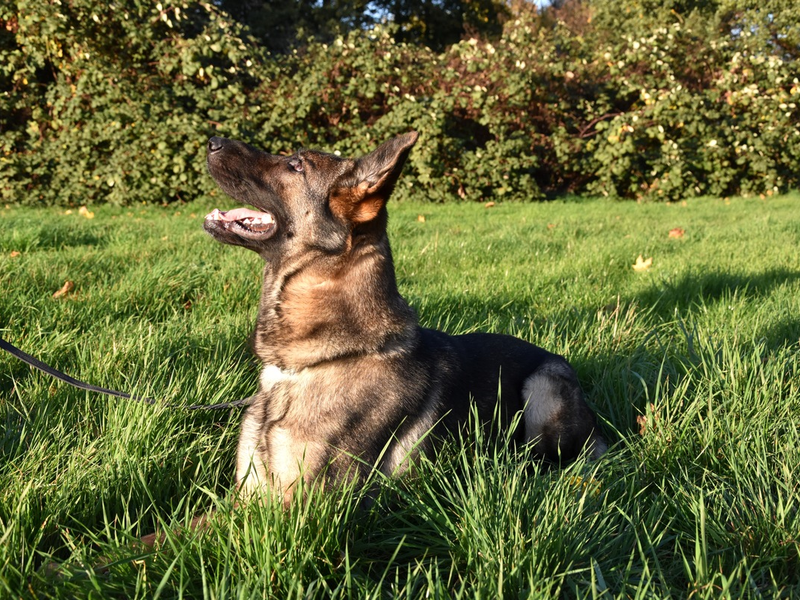 HZA-H: Hauptzollamt Hannover: Zollhündin Porcia feiert Einstand mit erstem Fund - Foto: presseportal.de