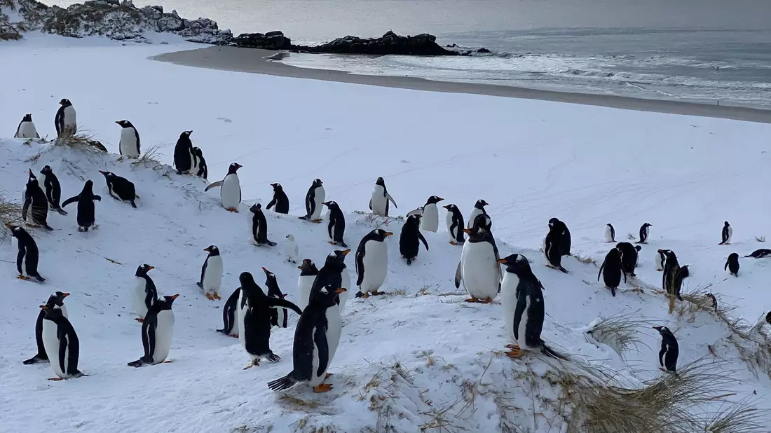 Die Auswirkungen der Vogelgrippe bei Pinguinen können sehr unterschiedlich sein. - Bild: Benedikt von Imhoff/dpa