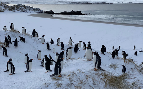 Die Auswirkungen der Vogelgrippe bei Pinguinen können sehr unterschiedlich sein. - Foto: Benedikt von Imhoff/dpa Die Auswirkungen der Vogelgrippe bei Pinguinen können sehr unterschiedlich sein. - Foto: Benedikt von Imhoff/dpa