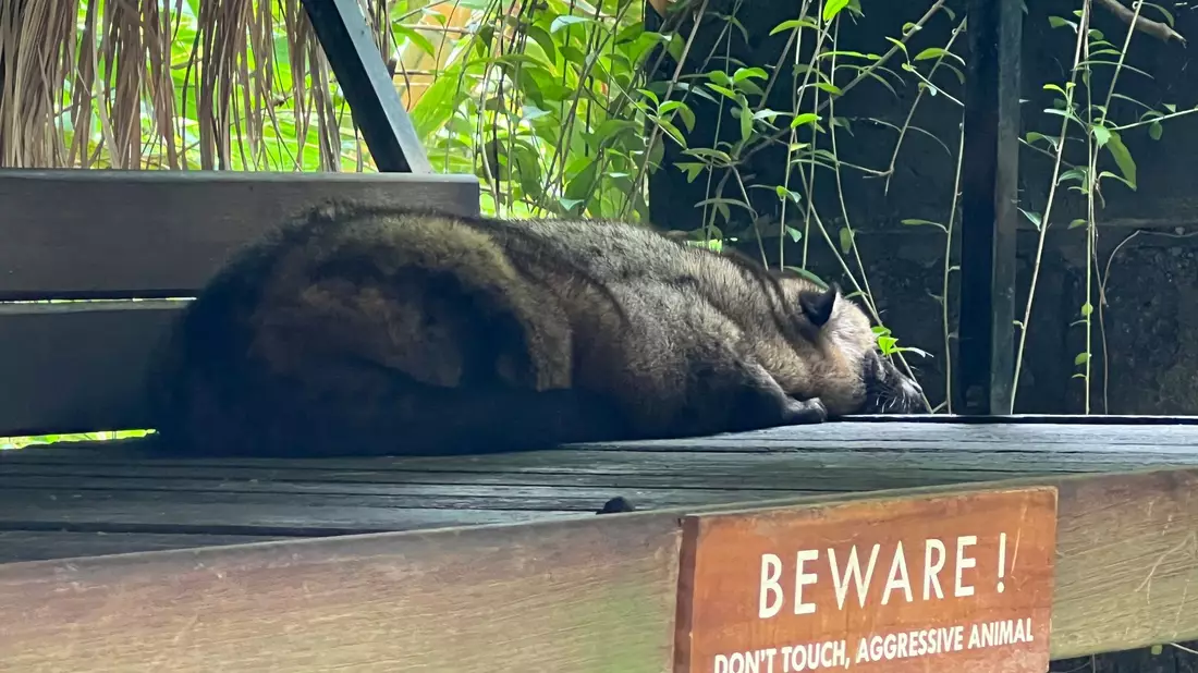 Eine Schleichkatze (Zibetkatze) liegt apathisch in einem Kaffeegarten auf Bali. - Bild: Carola Frentzen/dpa