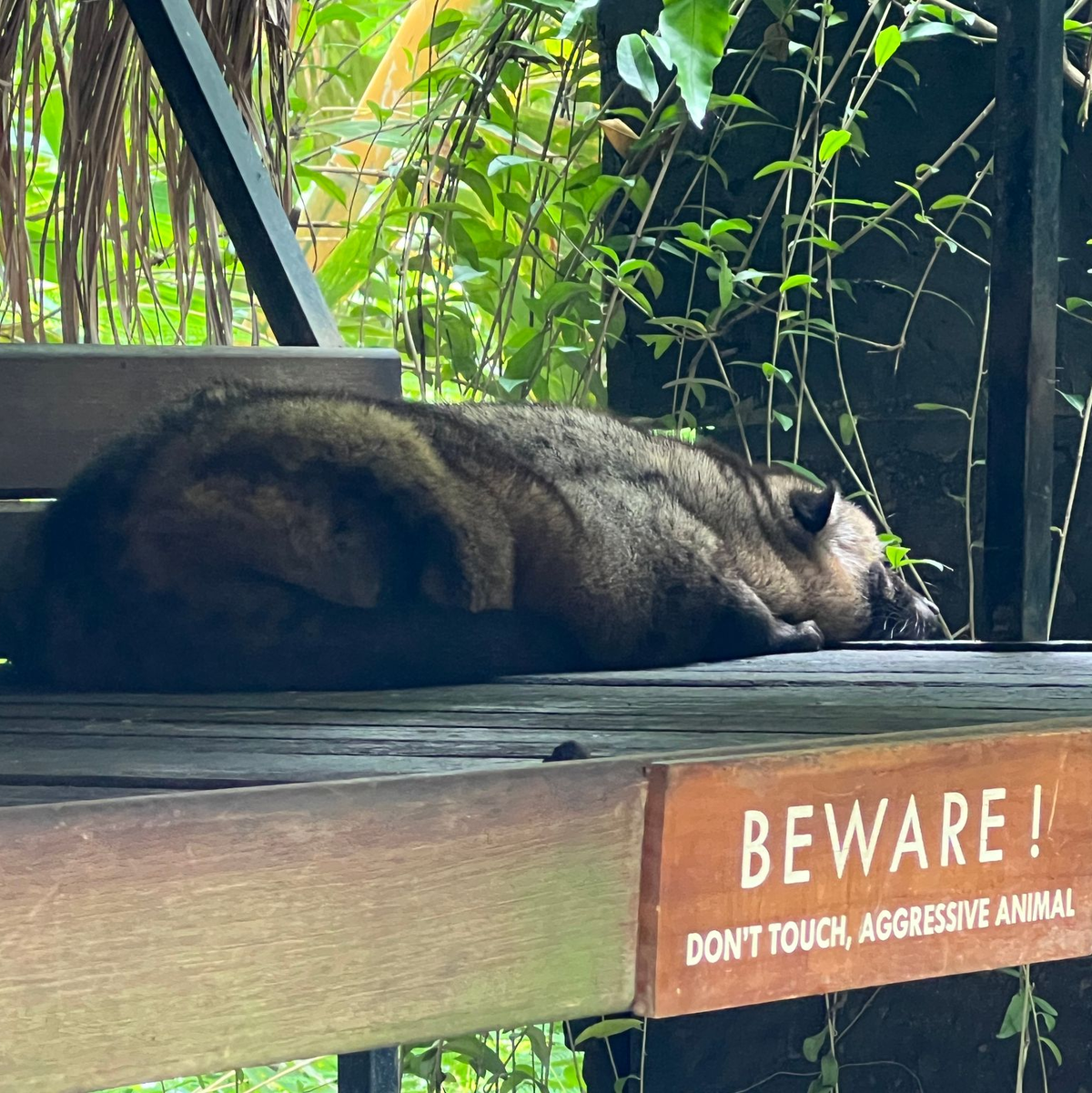 Eine Schleichkatze (Zibetkatze) liegt apathisch in einem Kaffeegarten auf Bali. - Foto: Carola Frentzen/dpa