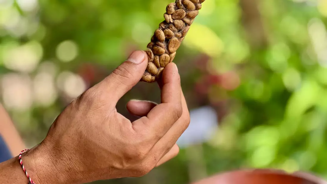Kaffeebohnen von Luwak Coffee (Kopi Luwak) werden von einer Schleichkatze wieder ausgeschieden. - Bild: Carola Frentzen/dpa
