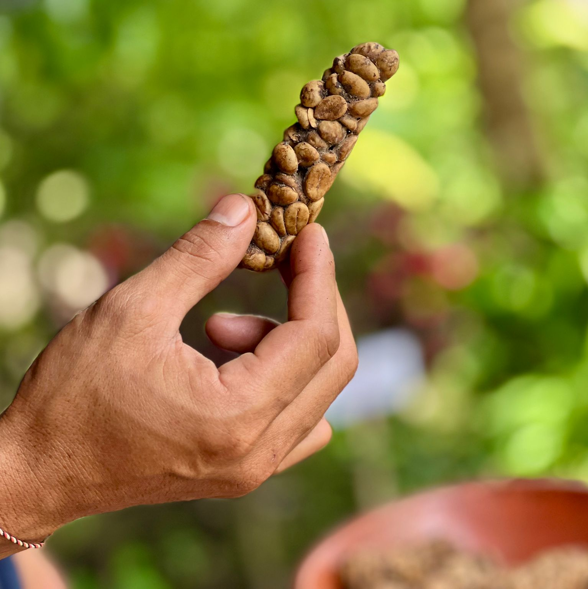 Kaffeebohnen von Luwak Coffee (Kopi Luwak) werden von einer Schleichkatze wieder ausgeschieden. - Foto: Carola Frentzen/dpa