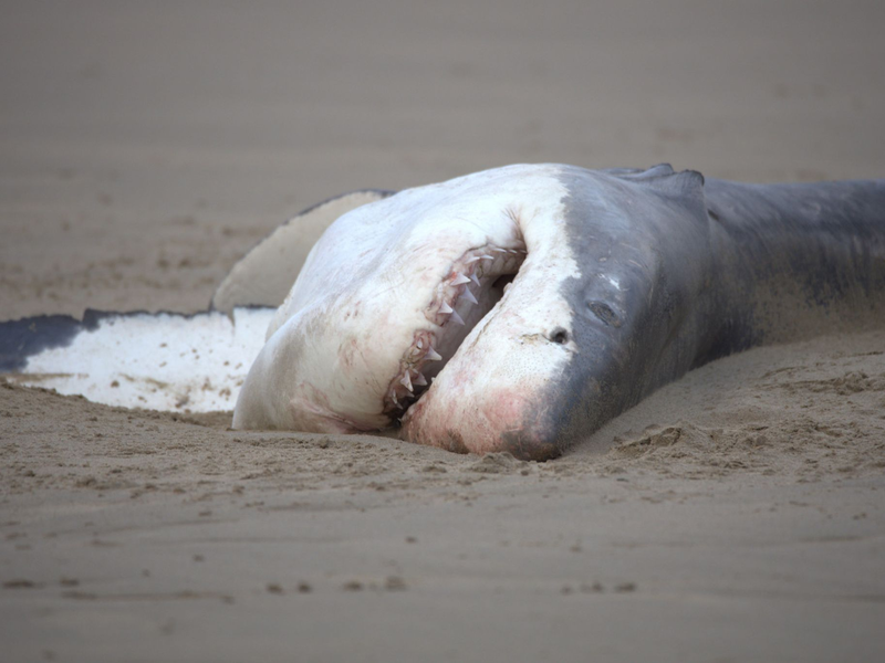Ein toter Weißer Hai liegt an einem Srand (undatiertes Handout) - Foto: Christiaan Stopforth/Drone Fanatics SA/dpa
