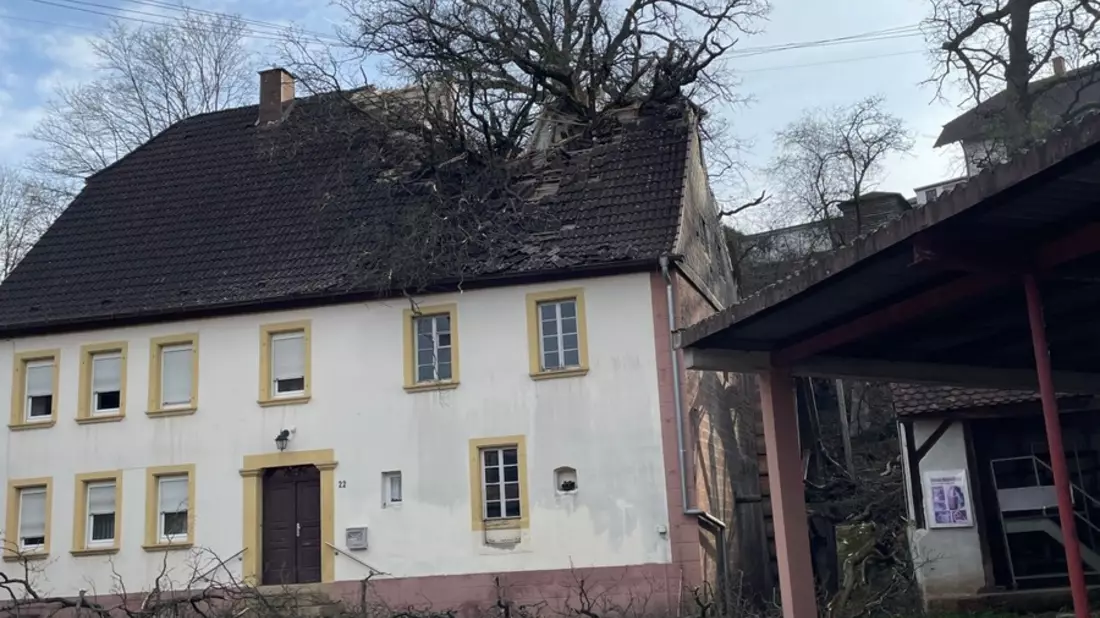 POL-PPWP: Baum stürzt in unbewohntes Gebäude - Bild: presseportal.de