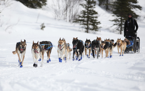 Musher und sein Hundeschlittenteam fahren am Rainy Pass Checkpoint, während des Iditarod-Rennens. - Foto: Christy Prosser/ZUMA Press Wire/dpa