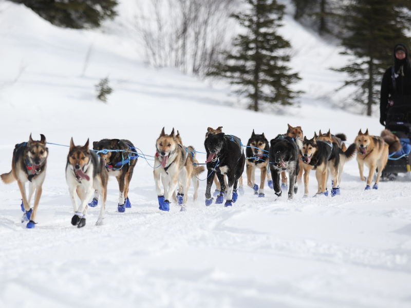Musher und sein Hundeschlittenteam fahren am Rainy Pass Checkpoint, während des Iditarod-Rennens. - Foto: Christy Prosser/ZUMA Press Wire/dpa