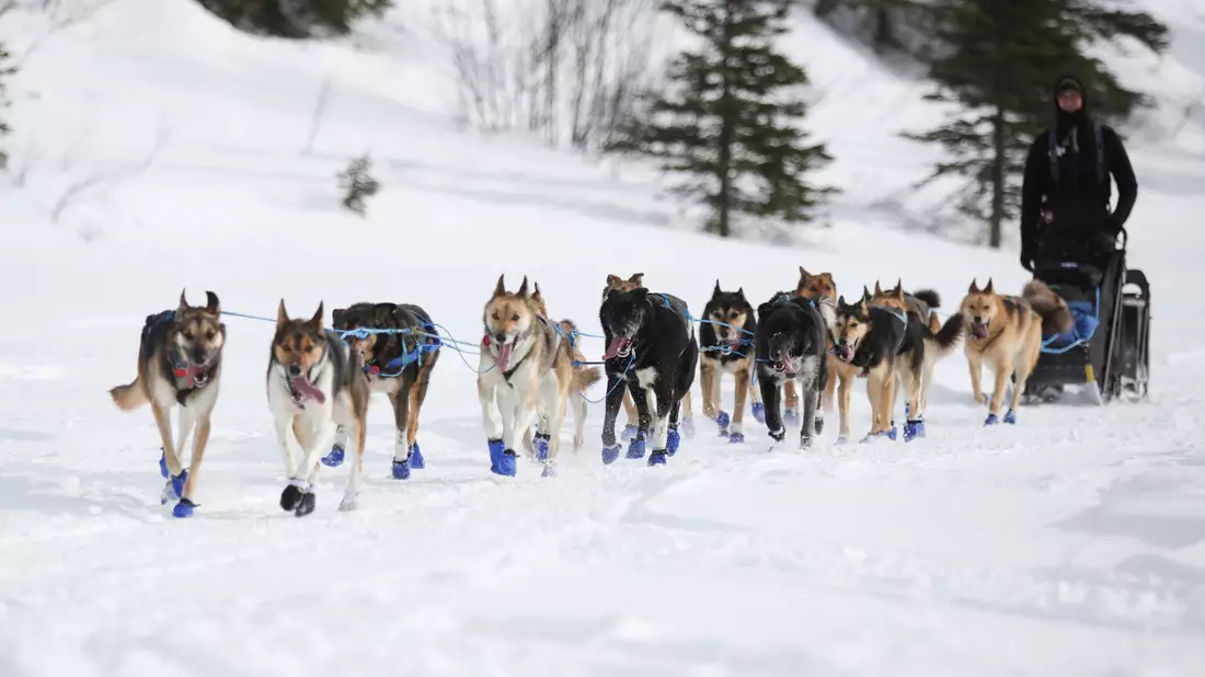 Wegen Schneemangels in Alaska wurde die Iditarod-Rennroute in diesem Jahr geändert. (Archivbild)  - Bild: Christy Prosser/ZUMA Press Wire/dpa