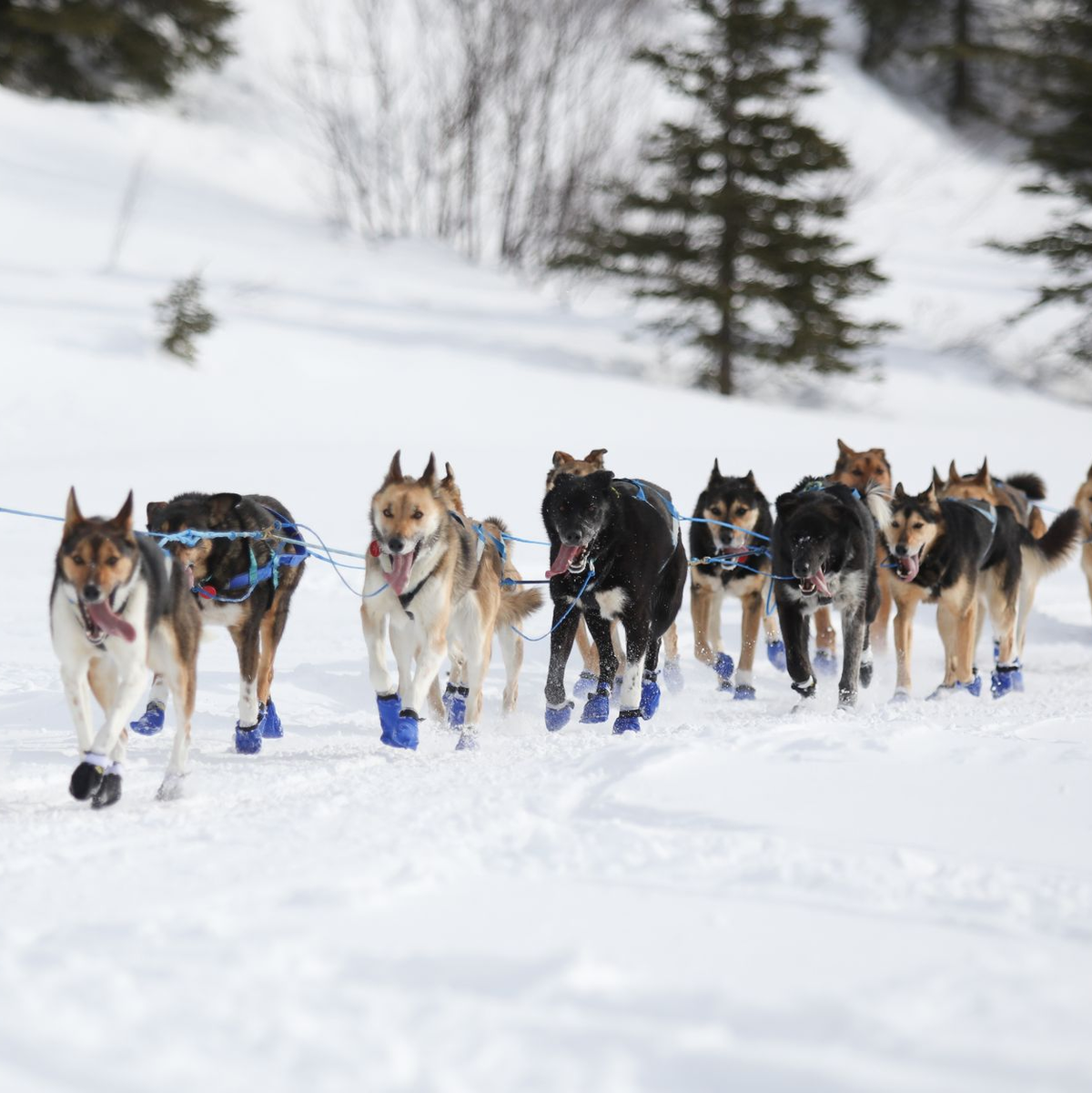 Ein Hundeschlittenteam beim Iditarod-Rennen. - Foto: Christy Prosser/ZUMA Press Wire/dpa