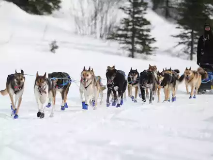 Wegen Schneemangels in Alaska wurde die Iditarod-Rennroute in diesem Jahr geändert. (Archivbild)  - Foto: Christy Prosser/ZUMA Press Wire/dpa