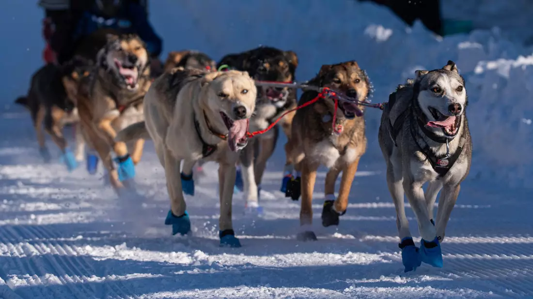 Die Hunde des Teams von Riley Dyche beim Start des Iditarod Trail Hundeschlittenrennens in Anchorage. - Bild: Loren Holmes/Anchorage Daily News via AP/dpa