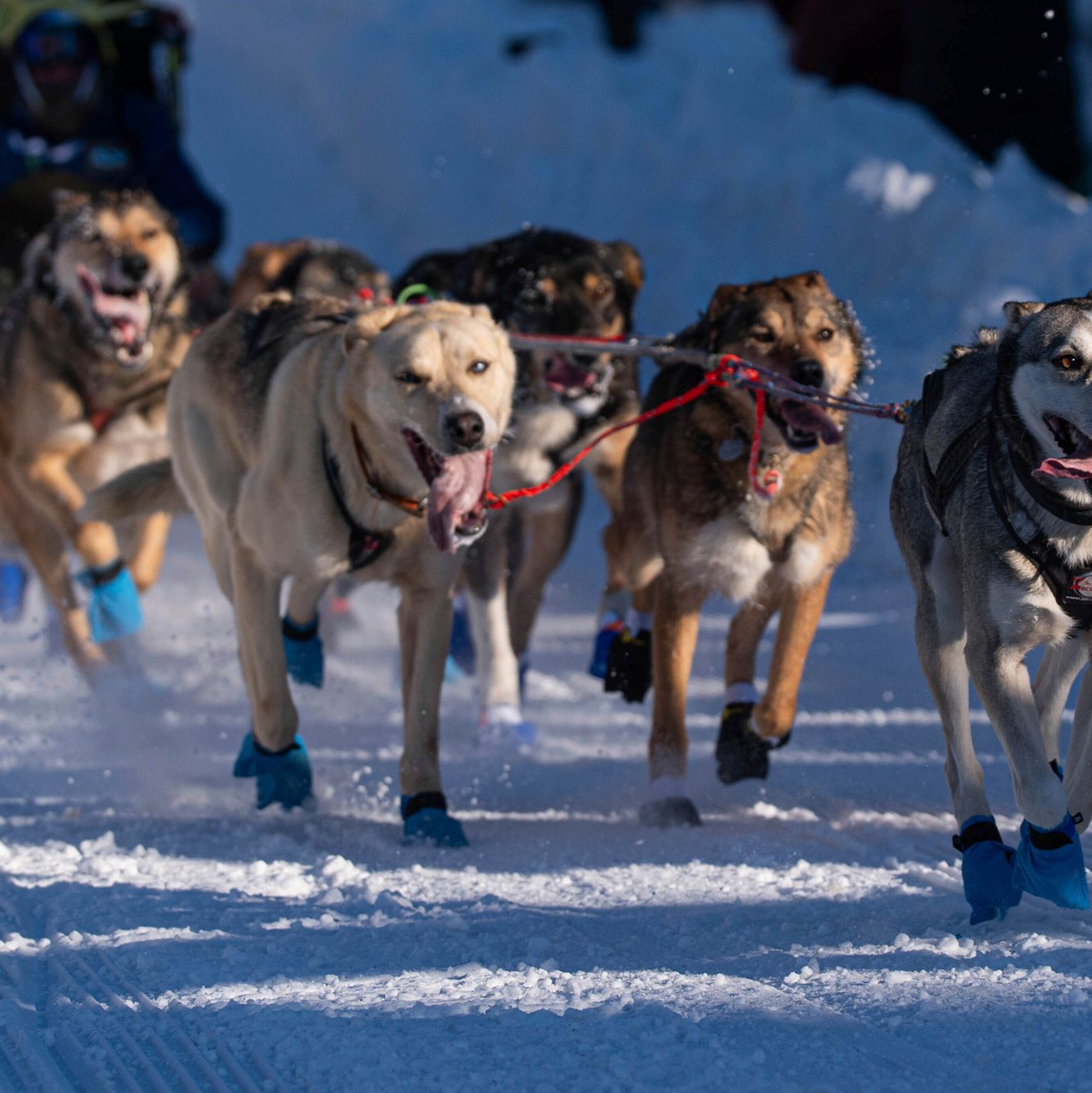 Die Hunde des Teams von Riley Dyche beim Start des Iditarod Trail Hundeschlittenrennens in Anchorage. - Foto: Loren Holmes/Anchorage Daily News via AP/dpa