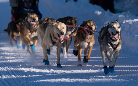 Die Hunde des Teams von Riley Dyche beim Start des Iditarod Trail Hundeschlittenrennens in Anchorage. - Foto: Loren Holmes/Anchorage Daily News via AP/dpa