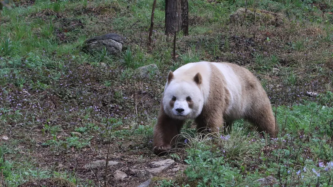 Qizai ist der einzige braune Panda, der in Gefangenschaft lebt. - Bild: Wenliang Zhou/Eurekalert/dpa
