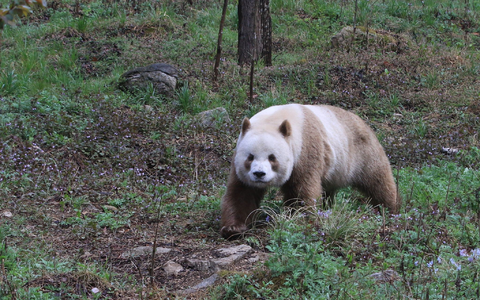 Qizai ist der einzige braune Panda, der in Gefangenschaft lebt. - Foto: Wenliang Zhou/Eurekalert/dpa