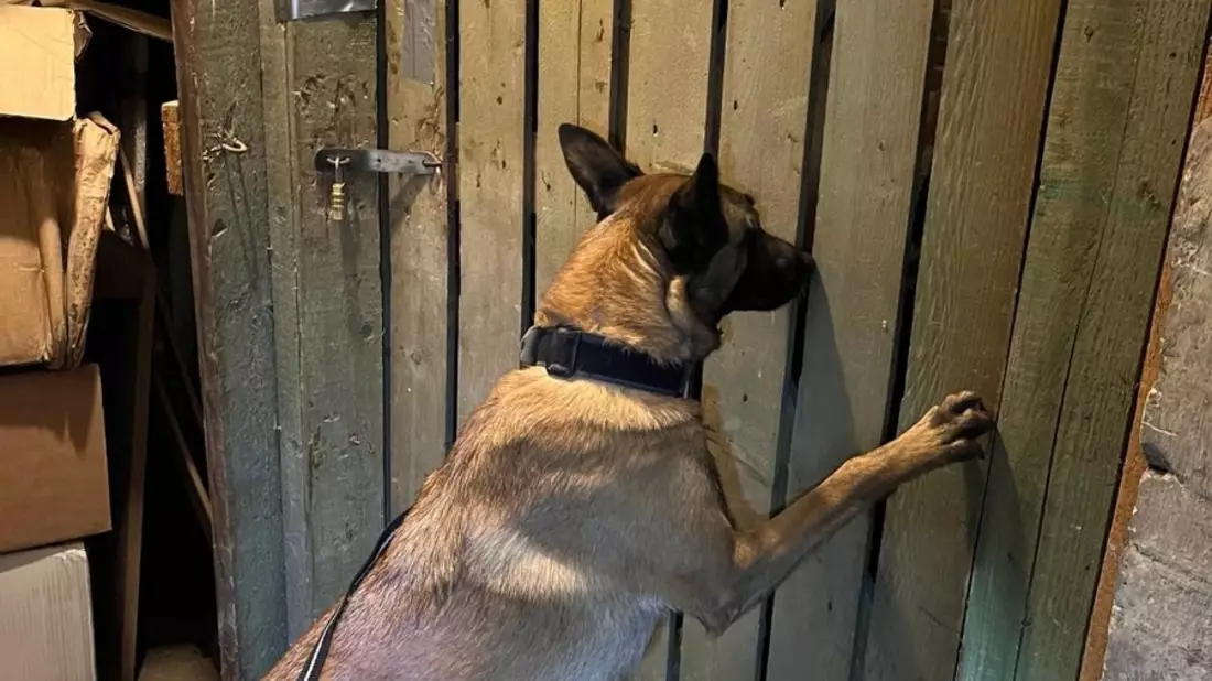 HZA-B: Zollhund findet 280 Kg Wasserpfeifentabak/ Verbundeinsatz von Zoll, LKA und Steuerfahndung - Bild: presseportal.de