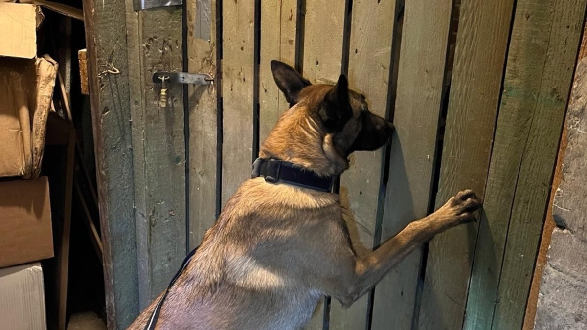 HZA-B: Zollhund findet 280 Kg Wasserpfeifentabak/ Verbundeinsatz von Zoll, LKA und Steuerfahndung - Foto: presseportal.de