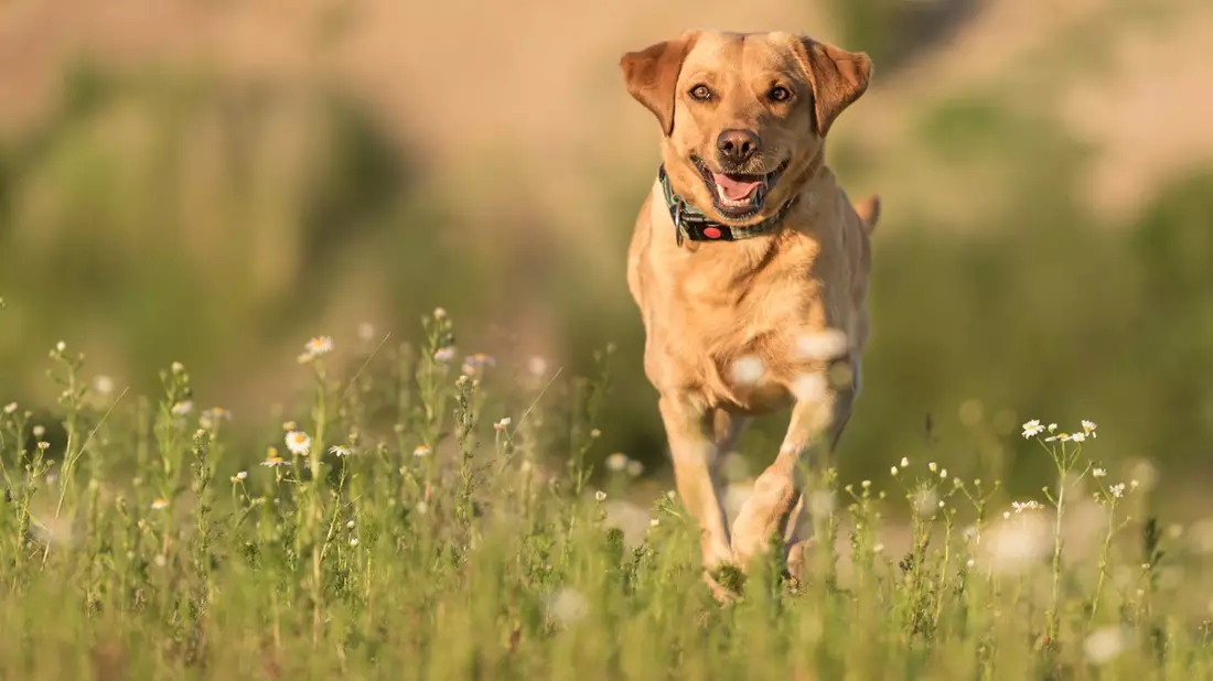 Babesiose-Gefahr für Hunde in Deutschland: Zecken sind Überträger der gefährlichen Krankheit - Bild: presseportal.de