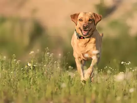 Babesiose-Gefahr für Hunde in Deutschland: Zecken sind Überträger der gefährlichen Krankheit - Foto: presseportal.de