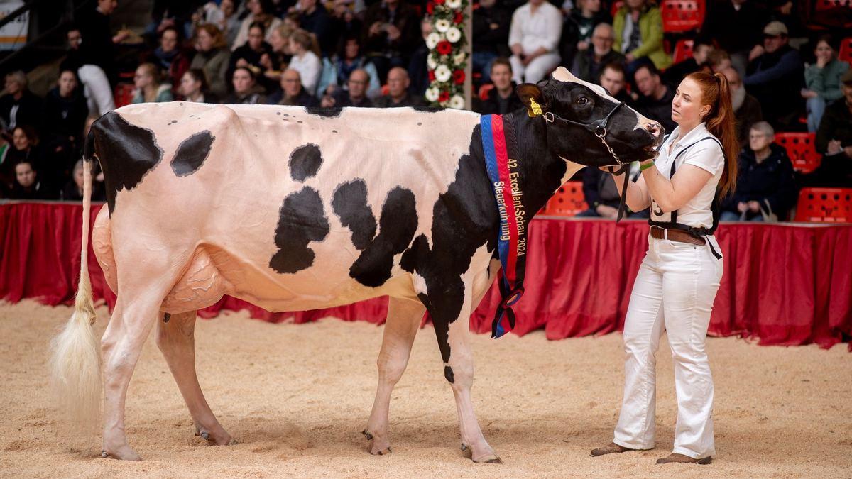 «Ich bin unglaublich stolz auf Pamela», sagte Viehzüchterin Anna Hobbie über ihre Kuh. - Foto: Hauke-Christian Dittrich/dpa
