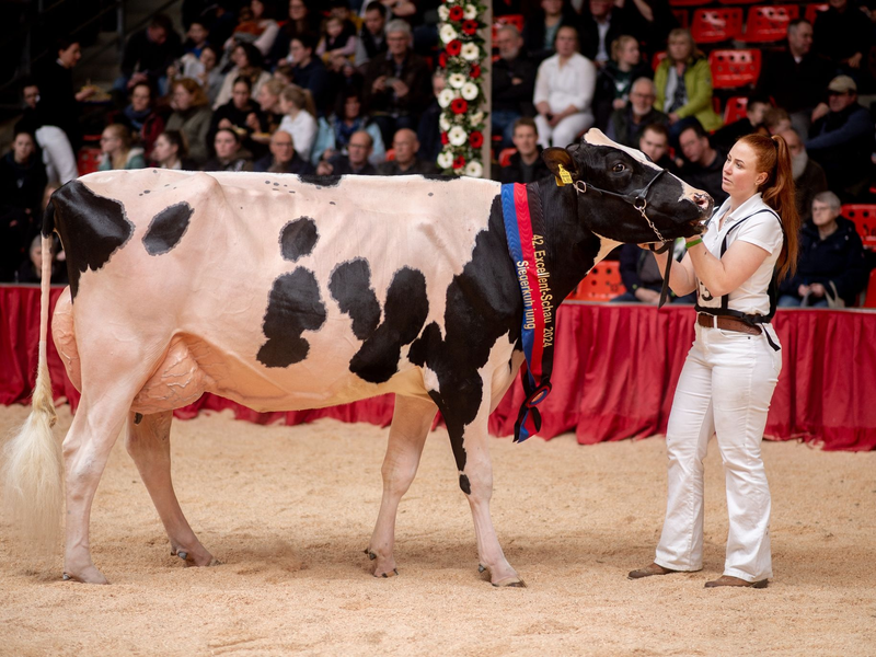 «Ich bin unglaublich stolz auf Pamela», sagte Viehzüchterin Anna Hobbie über ihre Kuh. - Foto: Hauke-Christian Dittrich/dpa