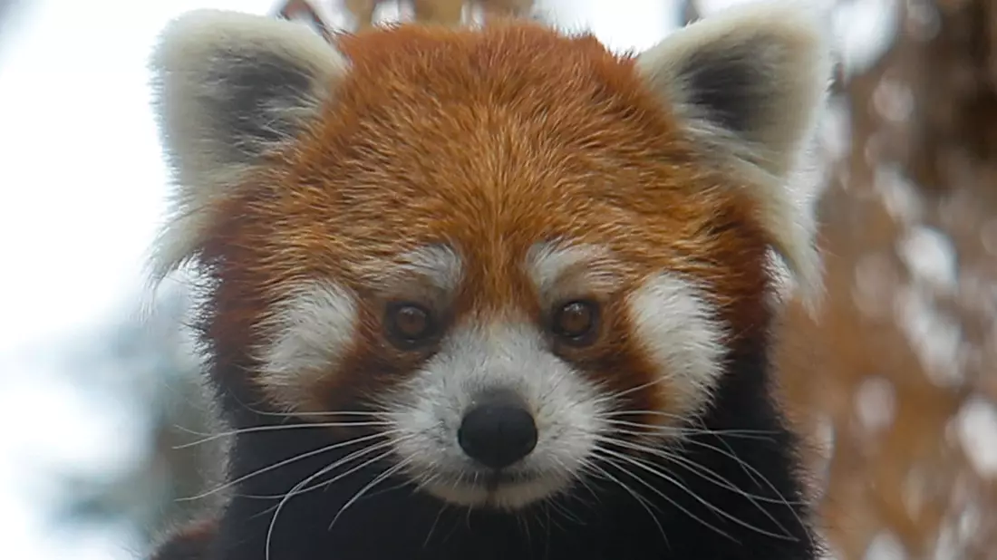 Der Rote Panda wird auch Katzenbär genannt (Symbolbild). - Bild: Cristobal Escobar/Agencia Uno/dpa
