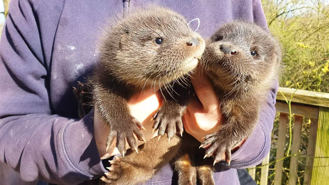 Harvey und Hazel haben sich in der Wildtierstation in Klein Offenseth-Sparrieshoop gut eingelebt. - Bild: Katharina Erdmann/Wildtier- und Artenschutzzentrum/dpa