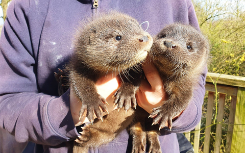 Harvey und Hazel haben sich in der Wildtierstation in Klein Offenseth-Sparrieshoop gut eingelebt. - Foto: Katharina Erdmann/Wildtier- und Artenschutzzentrum/dpa