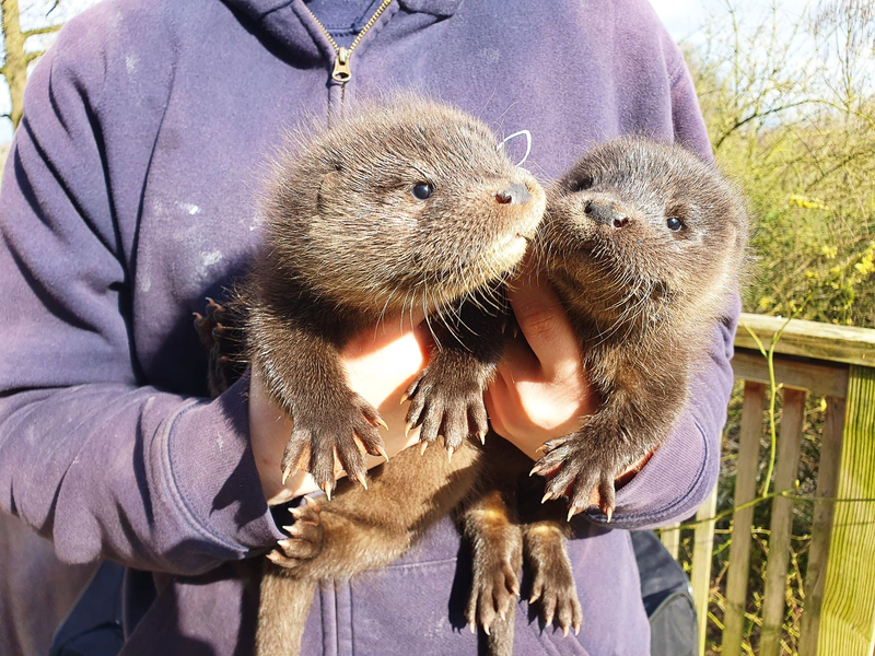 Harvey und Hazel haben sich in der Wildtierstation in Klein Offenseth-Sparrieshoop gut eingelebt. - Foto: Katharina Erdmann/Wildtier- und Artenschutzzentrum/dpa