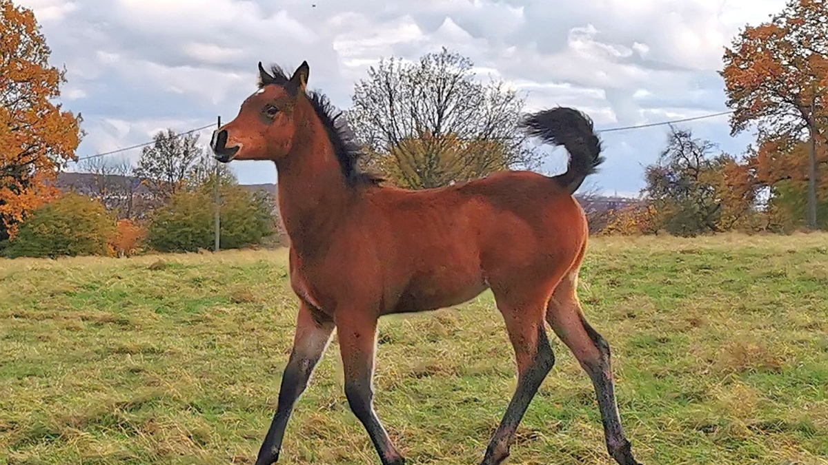 POL-KS: Fohlen mutmaßlich von Koppel in Nordshausen gestohlen: Polizei bittet um Hinweise - Foto: presseportal.de