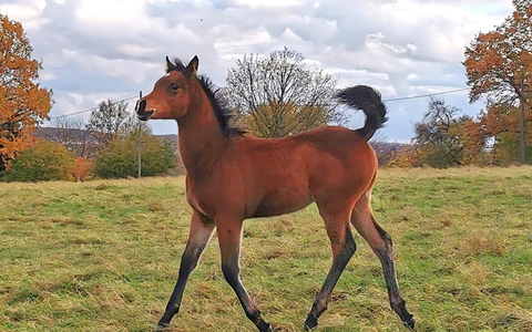 POL-KS: Fohlen mutmaßlich von Koppel in Nordshausen gestohlen: Polizei bittet um Hinweise - Foto: presseportal.de