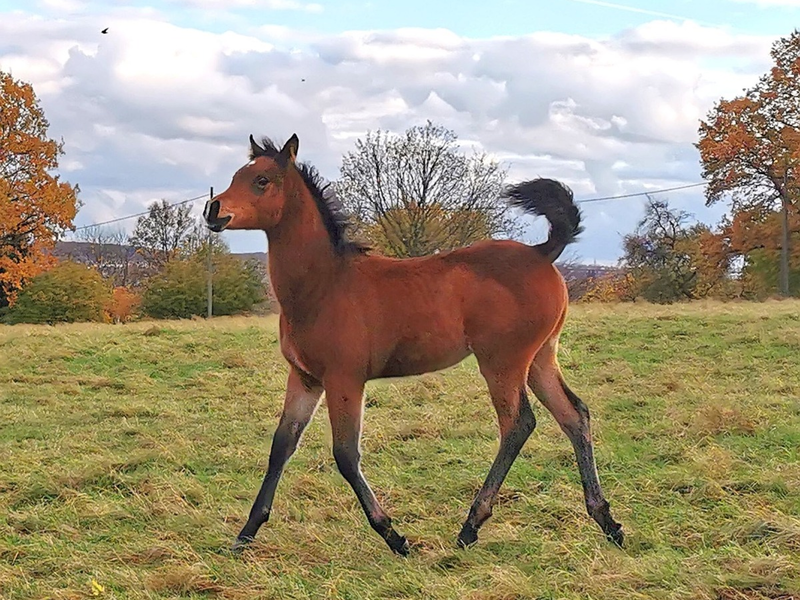 POL-KS: Fohlen mutmaßlich von Koppel in Nordshausen gestohlen: Polizei bittet um Hinweise - Foto: presseportal.de