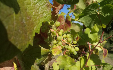 Weinstock (Archiv) - Foto: über dts Nachrichtenagentur