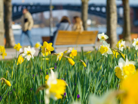 Narzissen blühen am Rheinufer in Mainz. - Foto: Andreas Arnold/dpa