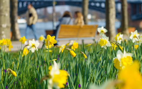 Narzissen blühen am Rheinufer in Mainz. - Foto: Andreas Arnold/dpa