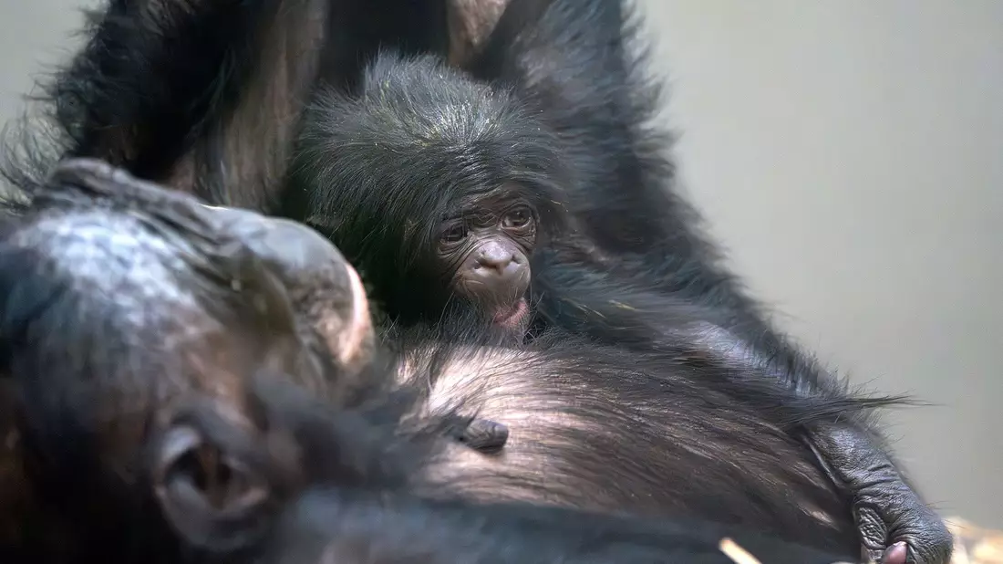 Das kleine Baby-Äffchen kuschelt sich an seine Mutter Chipita. - Bild: Birger Meierjohann/Wilhelma Stuttgart/dpa