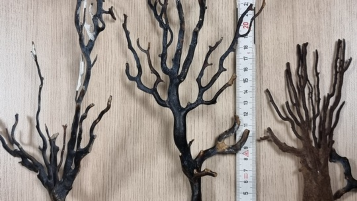 HZA-IZ: Frisch abgebrochene Feuerkorallen im Reisegepäck am Hamburger Flughafen geschmuggelt / Das Hauptzollamt Itzehoe stellt fünf lebende Feuerkorallen im Gepäck eines aus Südafrika Einreisenden sicher - Foto: presseportal.de