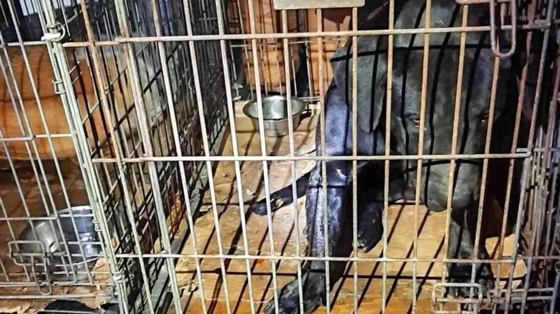 BPOL-BadBentheim: Bundespolizei rettet verwahrloste Hunde - Bild: presseportal.de