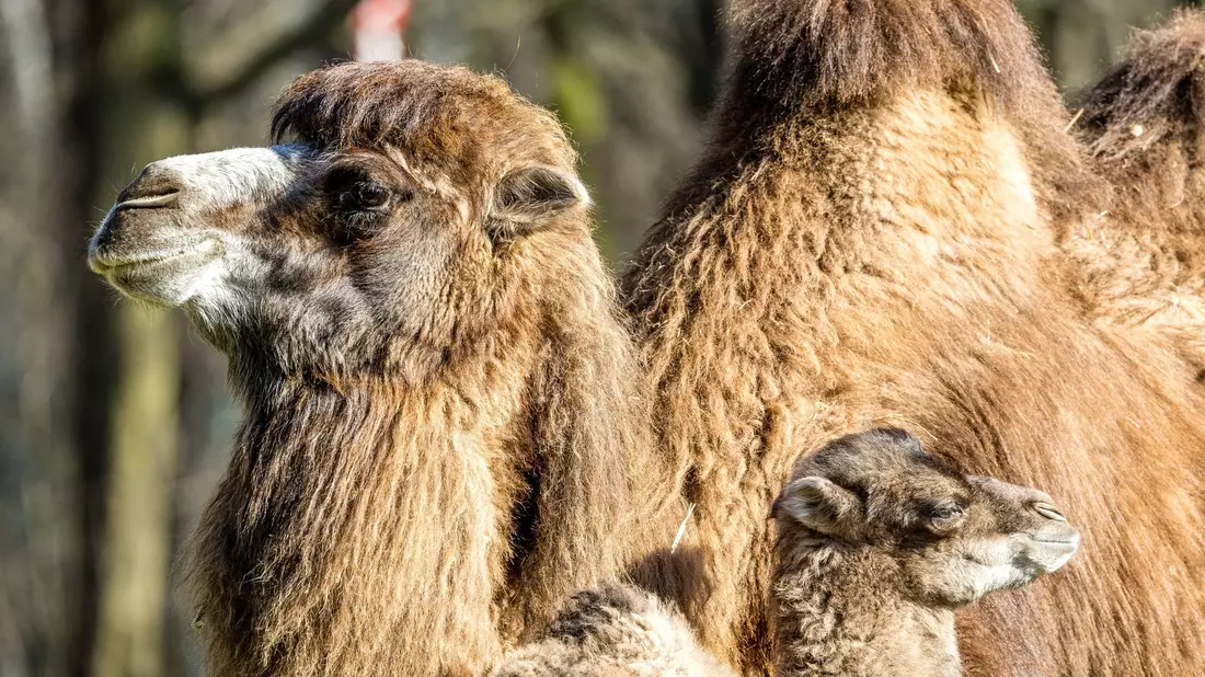 Der kleine Ringo genießt mit seiner Mutter Kashuri einen entspannten Tag steht im Cottbuser Tierpark. - Bild: Frank Hammerschmidt/dpa
