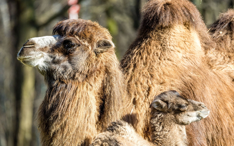 Der kleine Ringo genießt mit seiner Mutter Kashuri einen entspannten Tag steht im Cottbuser Tierpark. - Foto: Frank Hammerschmidt/dpa