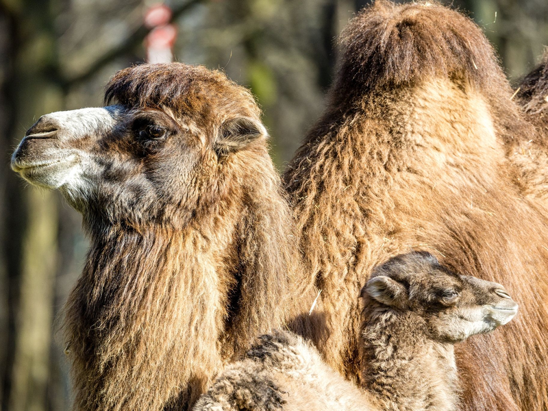 Der kleine Ringo genießt mit seiner Mutter Kashuri einen entspannten Tag steht im Cottbuser Tierpark. - Foto: Frank Hammerschmidt/dpa