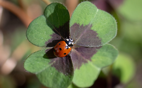 Deutschland darf auf sonniges und trockenes Wetter hoffen. - Foto: Boris Roessler/dpa