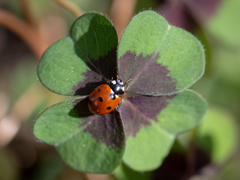 Deutschland darf auf sonniges und trockenes Wetter hoffen. - Foto: Boris Roessler/dpa