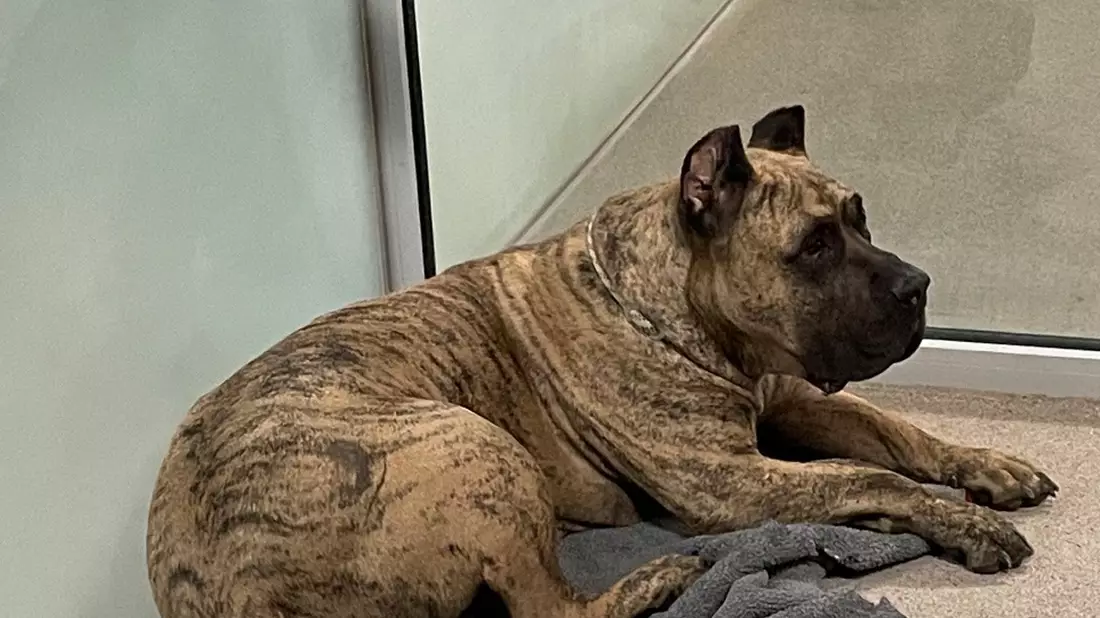POL-AA: Landkreis Schwäbisch Hall: Unfall, Fundhund - Ermittlungen wegen Verstoßes gegen das Tierschutzgesetz, Vorbereitungen eines Kindergeburtstages lösen Polizeieinsatz aus - Bild: presseportal.de