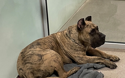 POL-AA: Landkreis Schwäbisch Hall: Unfall, Fundhund - Ermittlungen wegen Verstoßes gegen das Tierschutzgesetz, Vorbereitungen eines Kindergeburtstages lösen Polizeieinsatz aus - Foto: presseportal.de