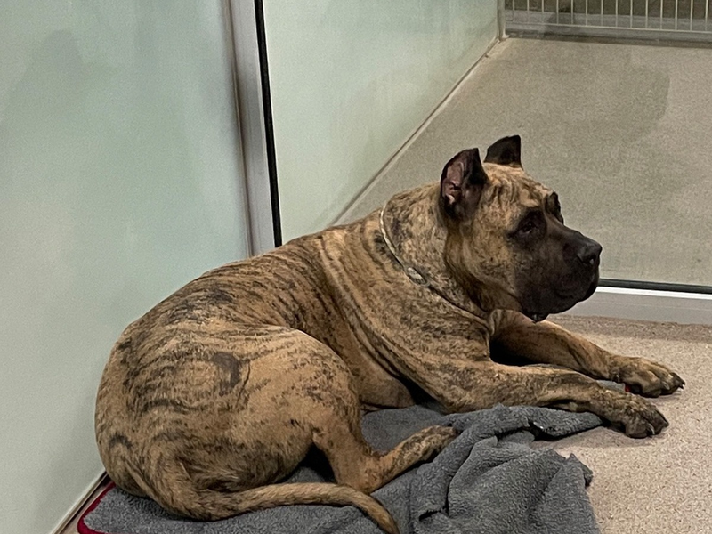 POL-AA: Landkreis Schwäbisch Hall: Unfall, Fundhund - Ermittlungen wegen Verstoßes gegen das Tierschutzgesetz, Vorbereitungen eines Kindergeburtstages lösen Polizeieinsatz aus - Foto: presseportal.de