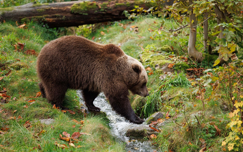 «Da das Wetter besonders mild und der Herbst reich an Früchten war, finden sie leichter etwas zu fressen, weshalb einige noch immer nicht mit der Winterruhe begonnen haben», berichtet der Verein «Land der Bären» (Symbolbild). - Foto: Friso Gentsch/dpa